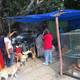 Image for article titled Her home was razed, but this Indian woman continues to care for 400 stray dogs